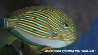 Хирург полосатый  Acanthurus lineatus