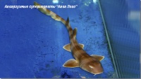 Акула кошачья коричневополосая  Chiloscyllium punctatum