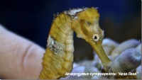 Конек пятнистый (конек желтый)  Hippocampus kuda