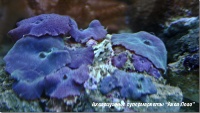 Дискоактинии синие  Corallimorpharia Gen.sp.