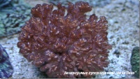 Поциллопора  Pocillopora sp.