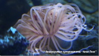 Цериантус (трубчатый анемон)  Ceriantharia Gen.sp.