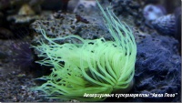 Цериантус (трубчатый анемон)  Ceriantharia Gen.sp.