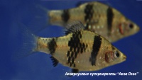 Барбус черный  Puntius nigrofasciatus (Barbus nigrofasciatus)