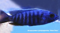 Хаплохромис Джексона  Copadichromis jacksoni (Haplochromis jacksoni)