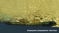 Бычок-стифодон  Stiphodon sp.