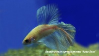 Петушок сиамский самец  Betta splendens var.