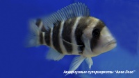 Фронтоза  Cyphotilapia frontosa