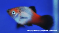 Пецилия трёхцветная  Xiphophorus variatus