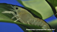 Рак флоридский снежный  Procambarus clarkii
