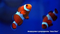 Клоун оцеллярис (трехленточный)  Amphiprion ocellaris