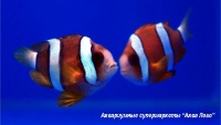 Клоун Кларка шоколадный  Amphiprion clarkii