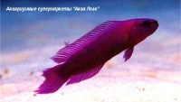 Ложнохромис Фридмана  Pseudochromis fridmani