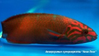 Талассома лунная  Thalassoma lutescens