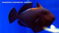 Спинорог-мелихт черный  Melichthys niger
