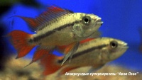 Апистограмма Какаду оранжевая  Apistogramma cacatuoides (A. cacaduense)