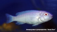 Псевдотрофеус зебра - снежинка  Maylandia zebra var. albino (Pseudotropheus zebra)