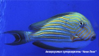 Хирург полосатый  Acanthurus lineatus