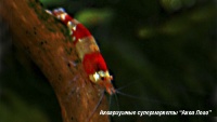 Креветка пресноводная Красный кристалл  Caridina sp.