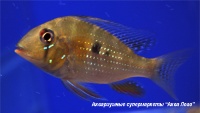 Акарихт  Геккеля  Acarichthys heckelii (Geophagus thayeri)