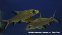 Бала акулий  Balantiocheilus melanopterus