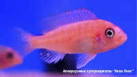 Псевдотрофеус зебра - красный  Maylandia zebra var. red (Pseudotropheus zebra)