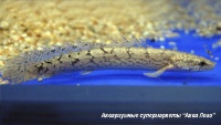 Полиптерус Дельхези  Polypterus delhezi