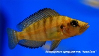 Альтолампрологус компрессицепс золотоголовый  Altolamprologus compressiceps (Lamprologus compressiceps)