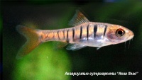 Барбус синештриховый  Barbus fasciolatus (B.barilioides)