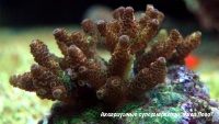 Акропора цветная  Acropora sp.