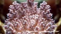 Акропора цветная  Acropora sp.