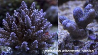 Акропора цветная  Acropora sp.