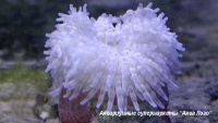 Актиния краснотелая  Macrodactyla doreensis (Actinia tenebrosa)