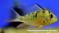 Апистограмма альтиспиноза  Microgeophagus altispinosus