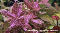 Гигрофила многосемянная Ярко-розовый  Hygrophila polysperma Rosanervig