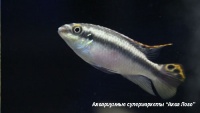 Пельвикахромис крибенсис (Попугай, Крибенсис, Пульхер)  Pelvicachromis pulcher
