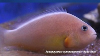 Клоун оранжевый  Amphiprion sandaracinos