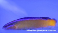 Ложнохромис желтый синеполосый (арабский)  Pseudochromis aldabraensis