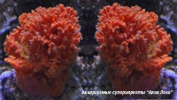 Губка галиклона оранжевая  Haliclona sp.