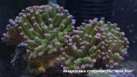 Эуфиллия  Euphyllia sp.