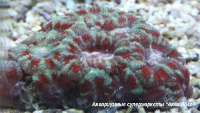 Акантастрея  Acanthastrea sp.