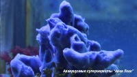 Губка галиклона синяя (десмацидон)  Haliclona sp. (Desmacidon tubular)