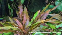 Криптокорина волнистая красная  Cryptocoryne undulata Red