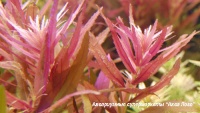 Лимнофила иппуроидес  Limnophila hippuroides