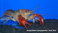 Рак флоридский красный  Procambarus clarkii