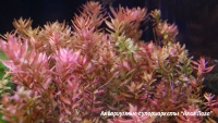 Ротала индийская  Rotala indica