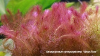 Ротала валлиха  Rotala wallichii