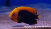 Центропиг оранжевоспинный (африканский)  Centropyge acanthops