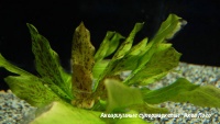 Эхинодорус Оцелот зеленый  Echinodorus Ozelot green