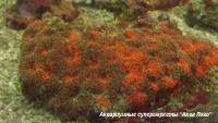 Акантастрея  Acanthastrea sp.